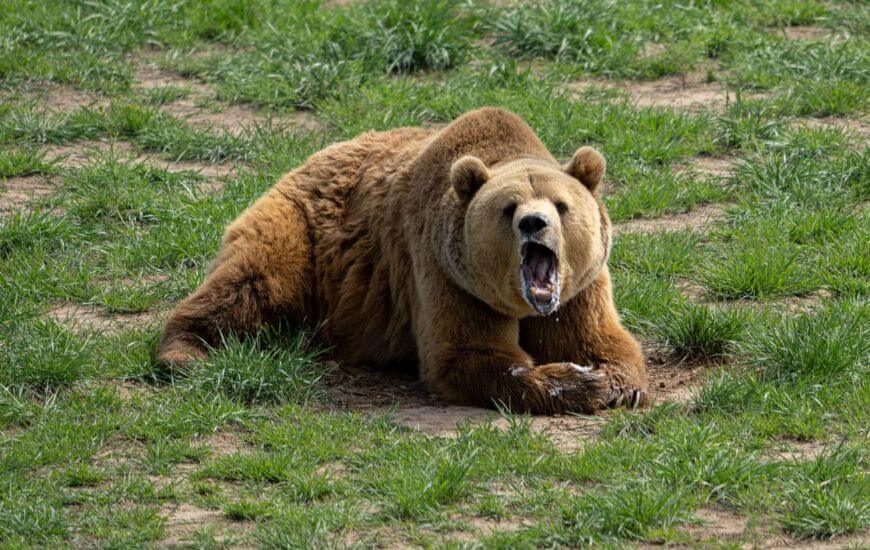 bear in a green field