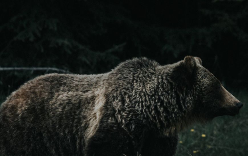 this bear in the dark is not good for bear safety in canada