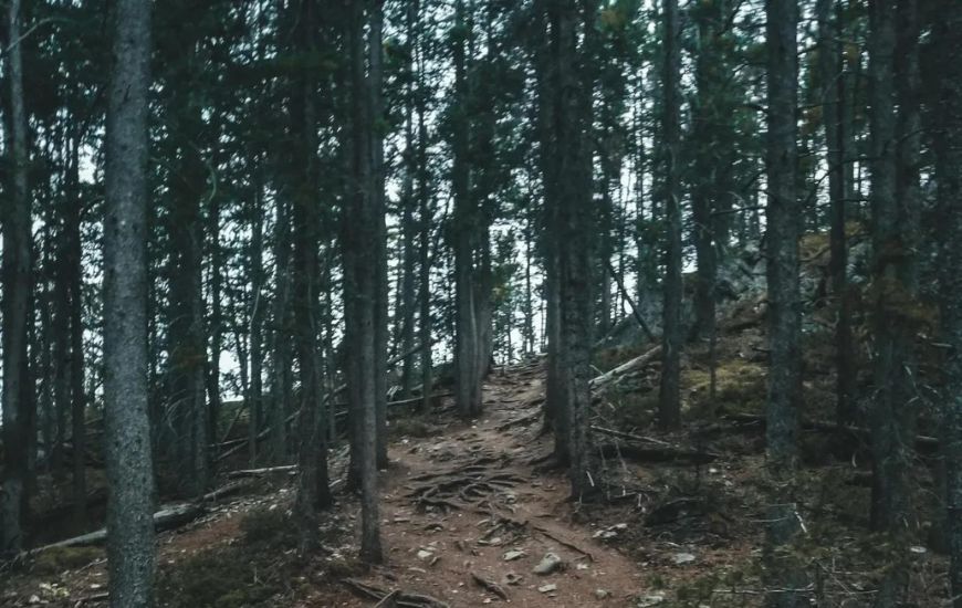 a forest trail in the dark isn't good for bear safety