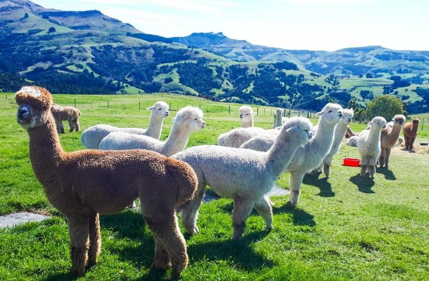 alpacas on their field at the akaroa farm