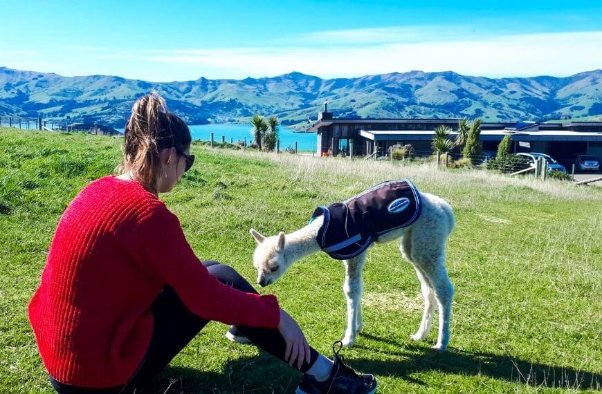 a baby alpaca smelling me as i sit on the grass at the alpaca farm in akaroa