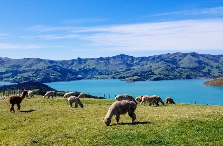 a beautiful view over the bay from top of the volcano with 3 alpaca at the farm in akaroa