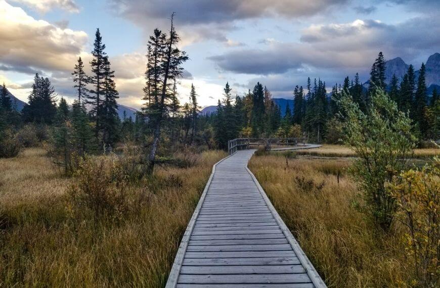 the canmore spring creek boardwalk through the marsh