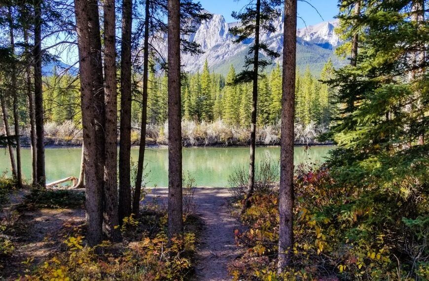 forested area next to the bow river loop