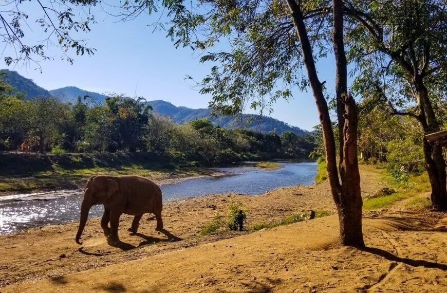 elephant in the santuary