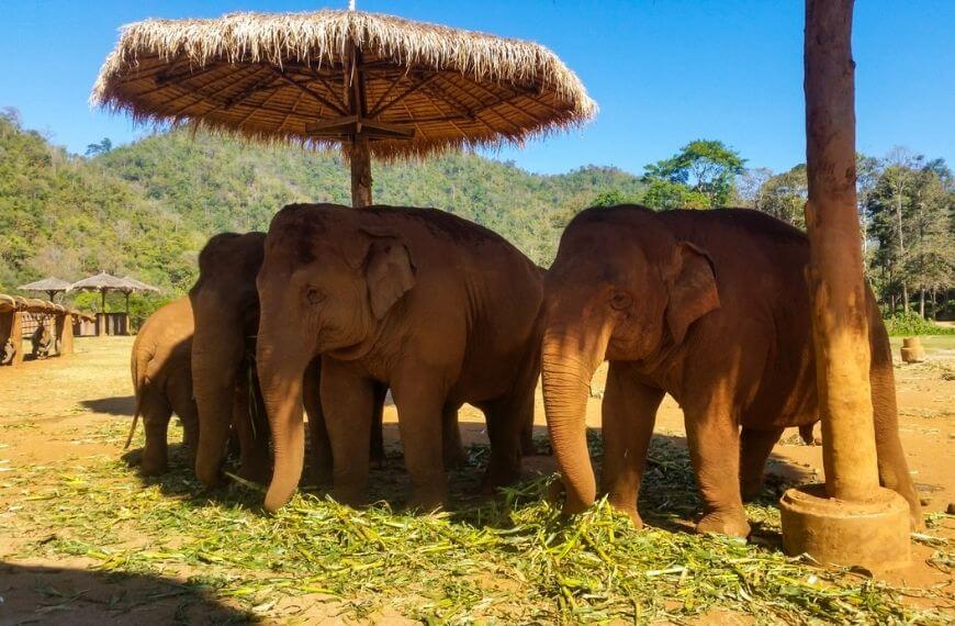 herd of elephants in chiang mai