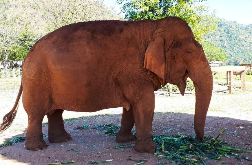 elephant eating at the sanctuary