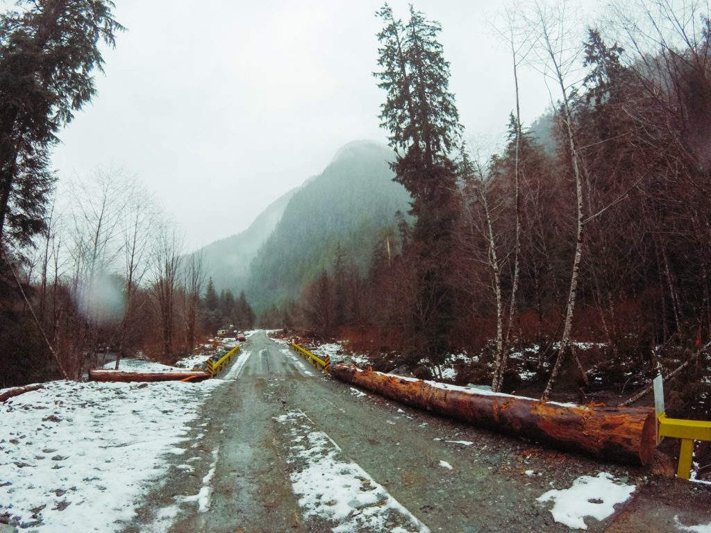 empty logging road