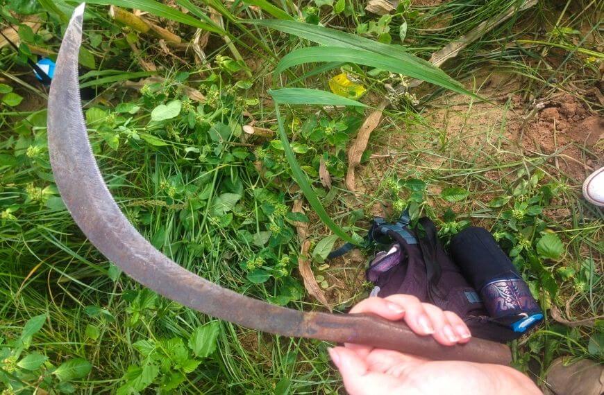 curved knife for cutting corn in thailand