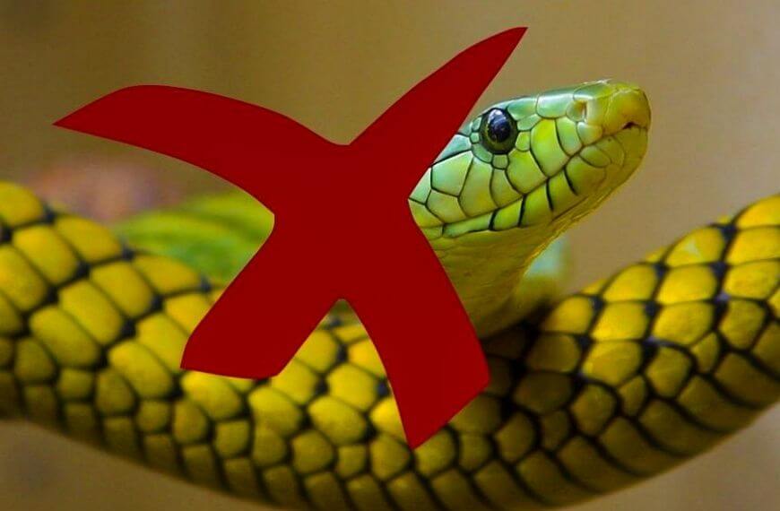 no snakes in new zealand is this for the pros or cons list