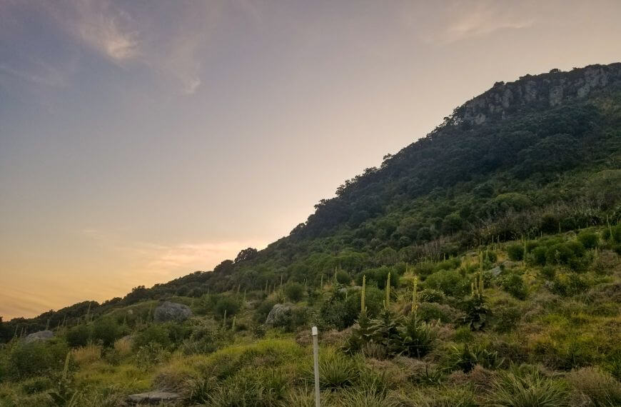 Foliage on Mount Maunganui