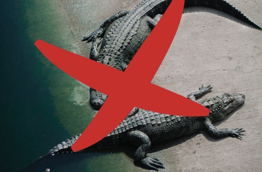 no predators in new zealand