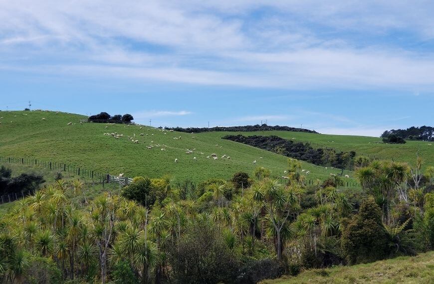 lots of sheep on green fields