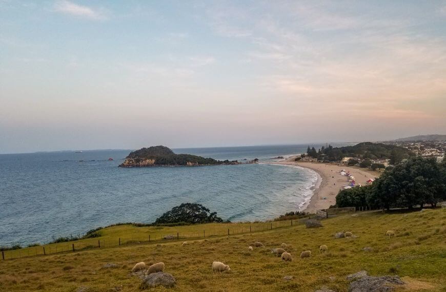 sheep eatinggrass on the east side of the Mount Maunganui walk