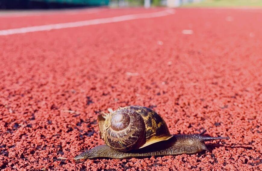 snail 