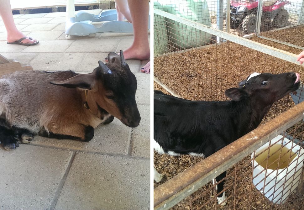 a goat curled up on the floor and a baby cow trying to lick someones hand