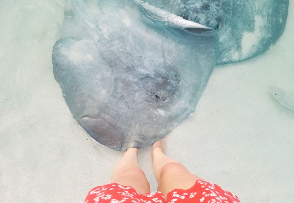 Feeding Stingrays: Stingray Beach in Caye Caulker, Belize