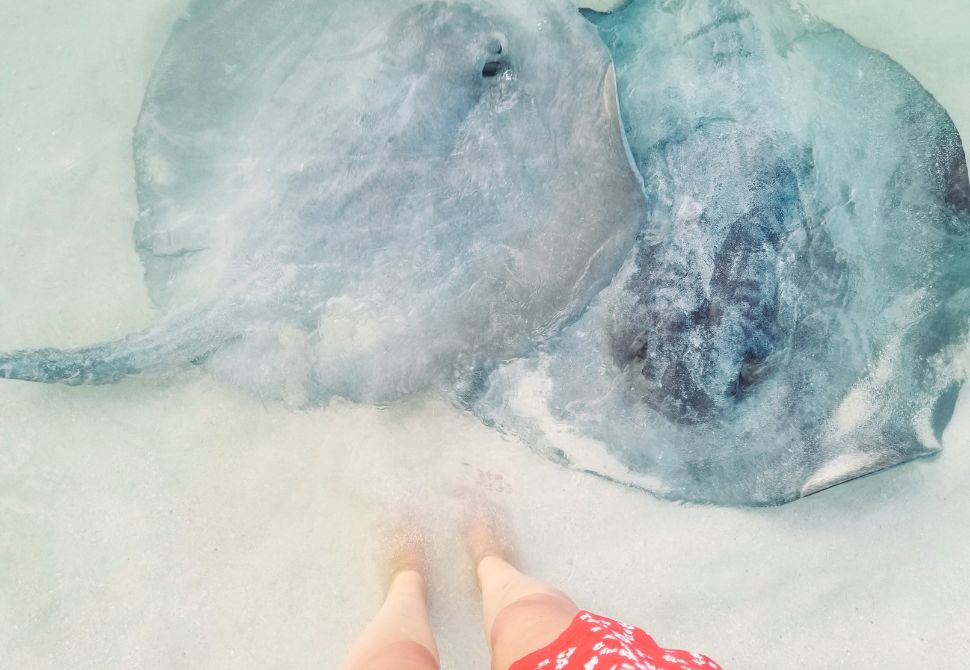 Stingrays came close to me during feeding time while I stood in the shallow water on Caye Caulker island - Belize