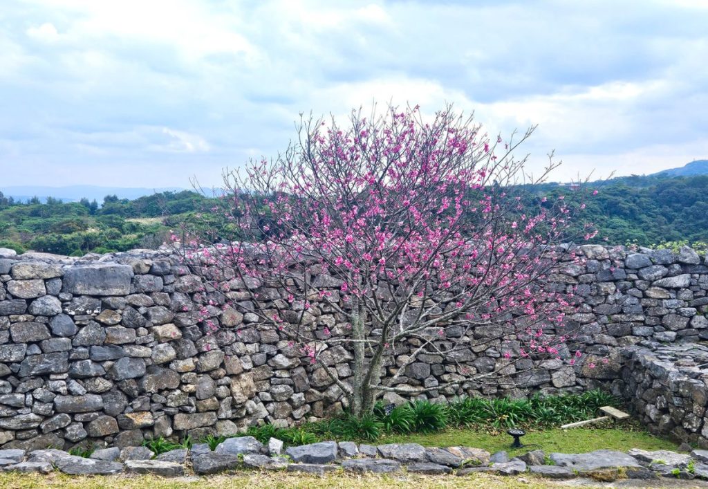 One single cherry blossom tree against a stone castle wall - Nakijin castle Okinawa