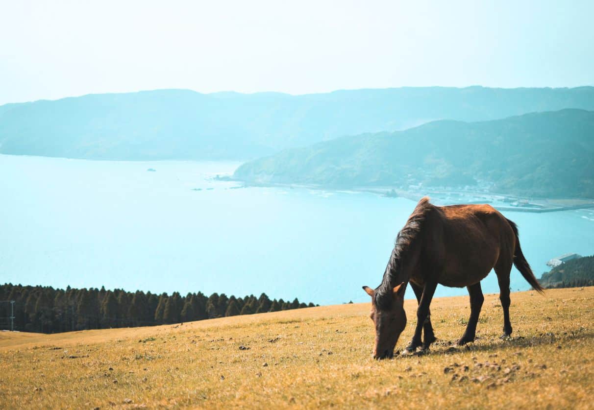 Adorable & Unique animal experiences in Japan